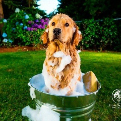 How to register pet cosmetics at MAPA