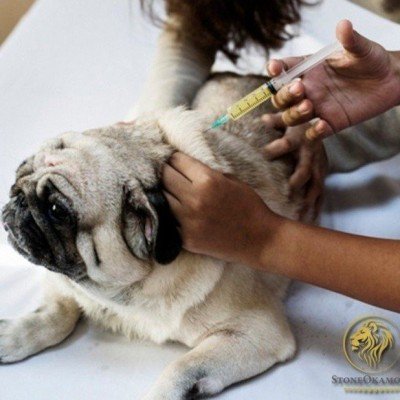 How to Register Veterinary Medicine on MAPA