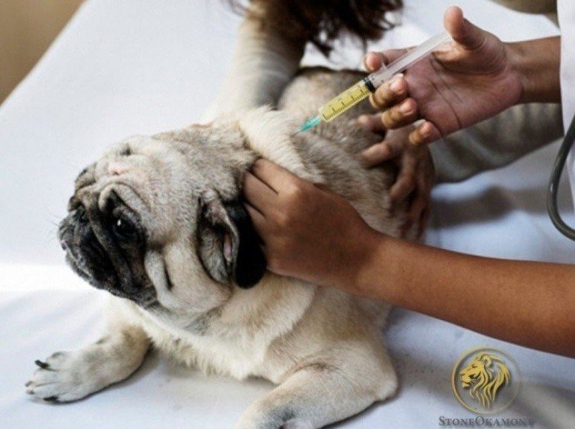 How to Register Veterinary Medicine on MAPA
