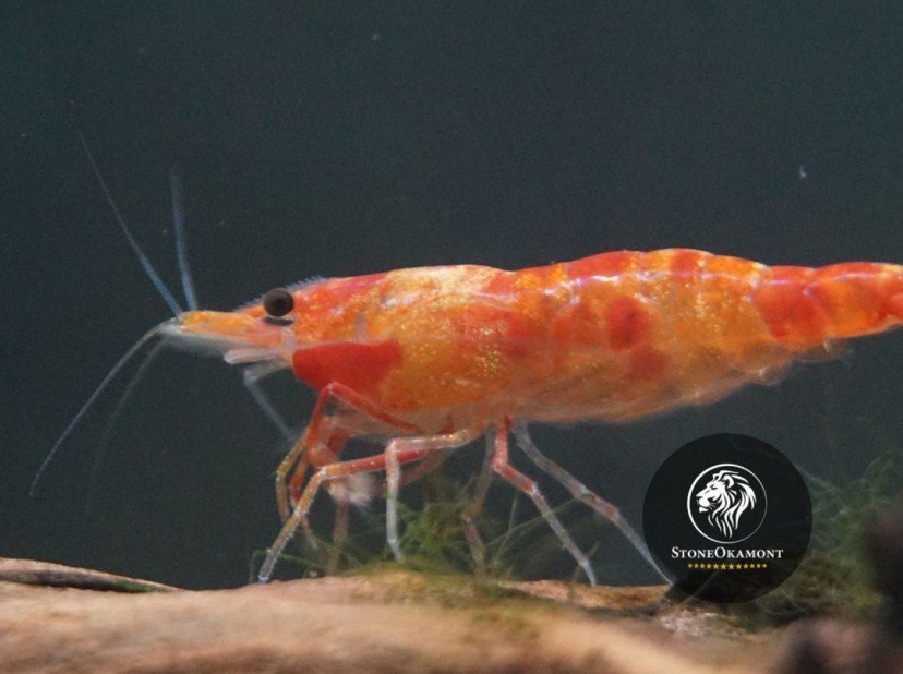 How to register shrimp feed on the MAP?