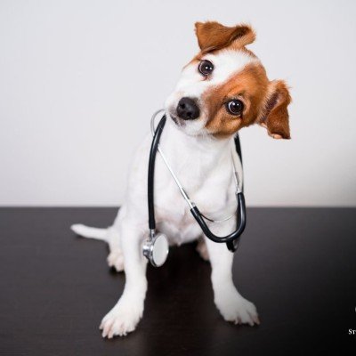 Requirements for Veterinary Product Registration