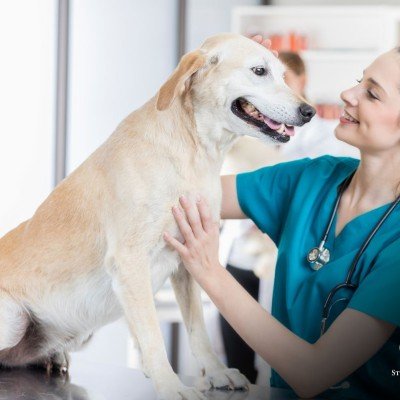 Regulation of Veterinary Products at MAPA
