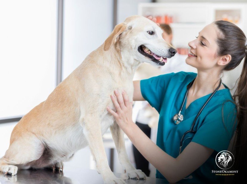 Regulation of Veterinary Products at MAPA