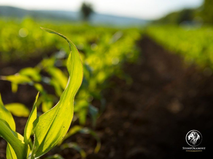 What is Reference Specification for Phytosanitary Inputs?