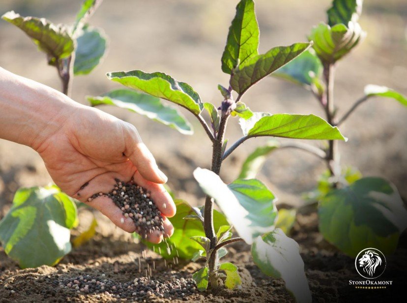 Want to import fertilizers? Find out the steps for regularization with MAPA