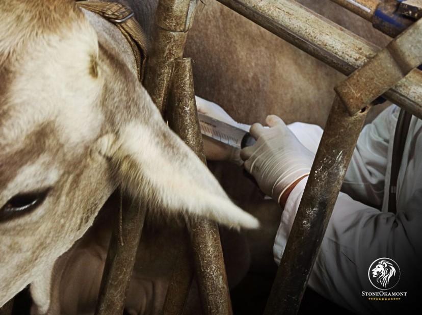 Technical aspects to be considered in the registration of veterinary products with MAPA